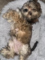 Lost Female Dog last seen Hwy 87 , Gibsonville, NC 27249