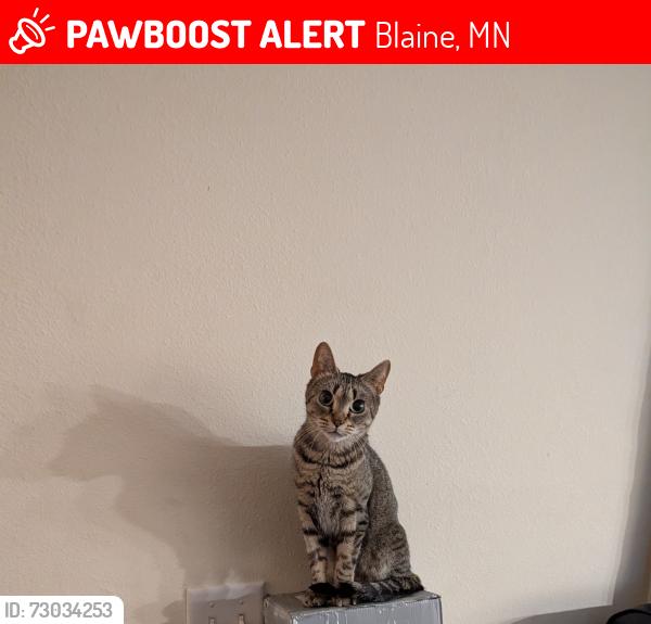 Lost Female Cat last seen 95th NE Blaine MN & Johnson St NE , Blaine, MN 55434