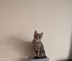 Lost Female Cat last seen 95th NE Blaine MN & Johnson St NE , Blaine, MN 55434