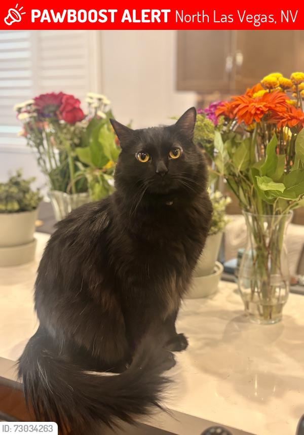 Lost Male Cat last seen Revere and 215, North Las Vegas, NV 89084