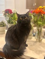 Lost Male Cat last seen Revere and 215, North Las Vegas, NV 89084