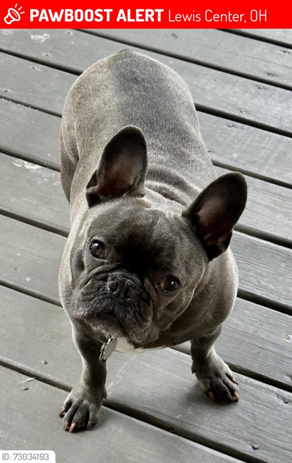 Lost Male Dog last seen Villages of oak creek, Lewis Center, OH 43035