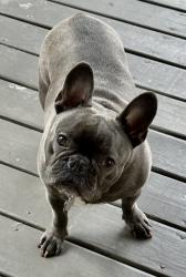 Lost Male Dog last seen Villages of oak creek, Lewis Center, OH 43035