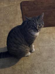 Lost Male Cat last seen Country Road, Utica, NY 13502