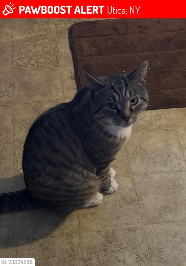 Lost Male Cat last seen Country Road, Utica, NY 13502