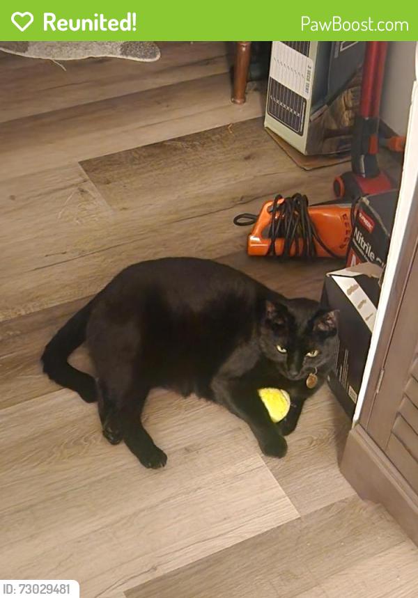 Reunited Male Cat last seen Near Wells Ave N, Renton, WA 98057
