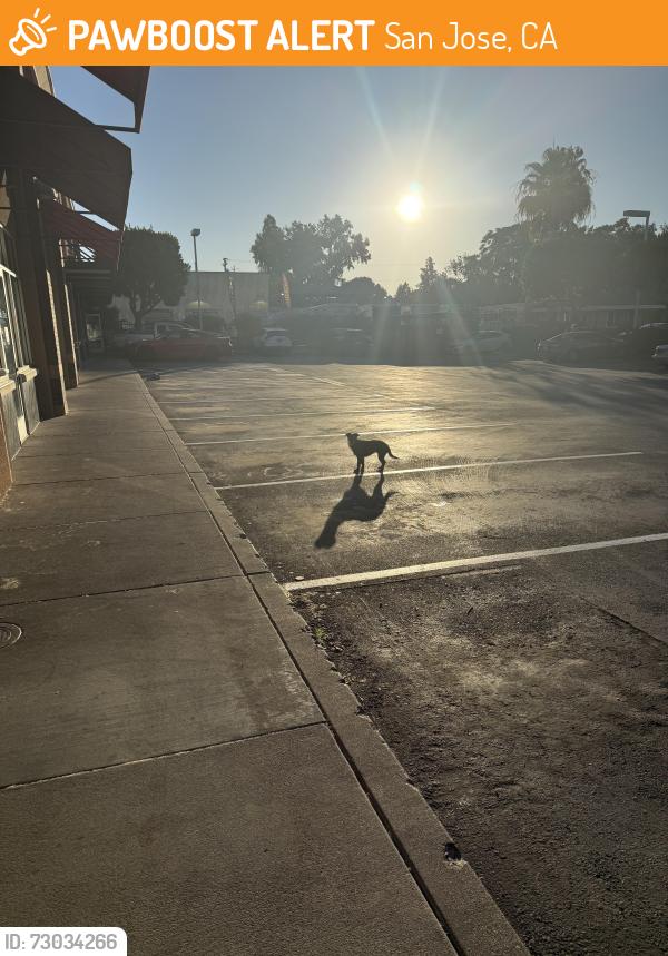 Found/Stray Unknown Dog last seen Chipotle Parking lot on The Alameda, San Jose, CA 95126