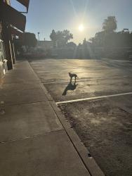 Found/Stray Unknown Dog last seen Chipotle Parking lot on The Alameda, San Jose, CA 95126