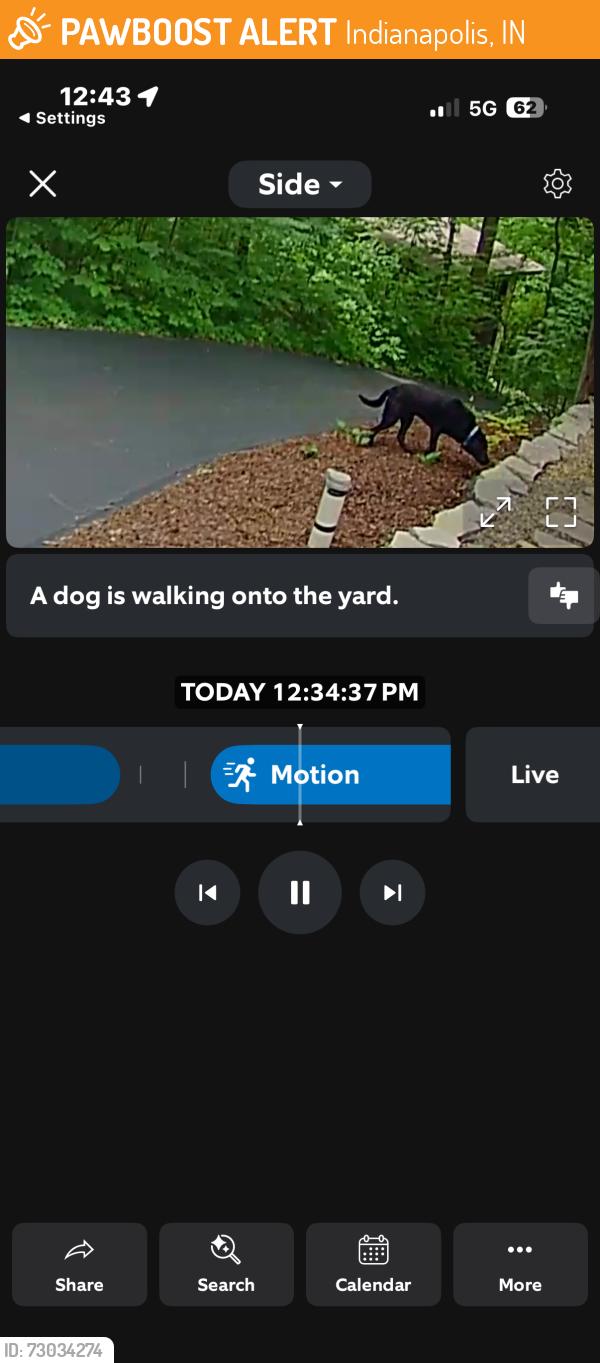 Found/Stray Unknown Dog last seen Lantern, Indianapolis, IN 46256