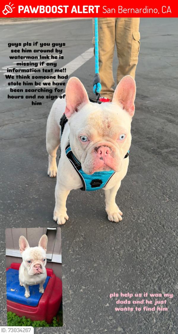 Lost Male Dog last seen Near the waterman mall , San Bernardino, CA 92410