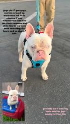 Lost Male Dog last seen Near the waterman mall , San Bernardino, CA 92410