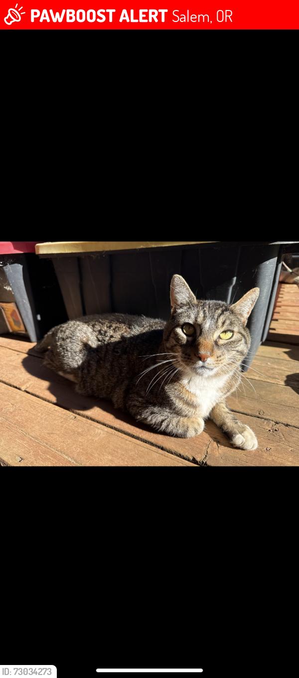 Lost Male Cat last seen Myers Mustang elementary, Salem, OR 97304