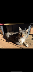 Lost Male Cat last seen Myers Mustang elementary, Salem, OR 97304