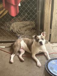 Found/Stray Female Dog last seen Ellysee way, Brent, FL 32505