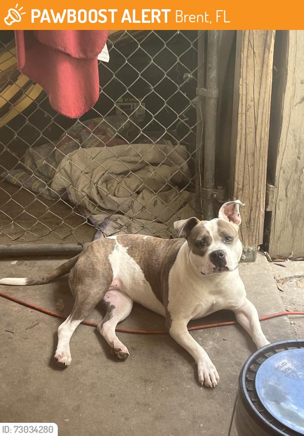 Found/Stray Female Dog last seen Ellysee way, Brent, FL 32505