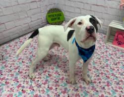 Shelter Stray Male Dog last seen Near BLOCK DEVONSHIRE RD, DETROIT MI 48224, 7401 Chrysler Dr, Detroit, MI 48211, USA