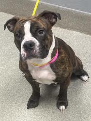 Shelter Stray Female Dog last seen Near BLOCK E CHARLESTON BLVD, LAS VEGAS NV 89104, 655 N Mojave Rd, Las Vegas, NV 89101, USA