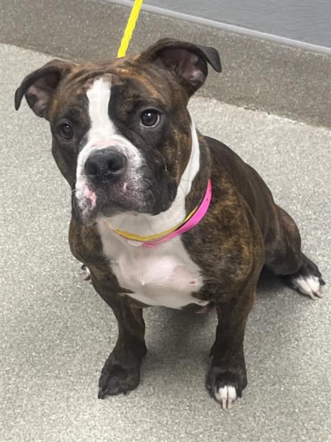 Shelter Stray Female Dog last seen Near BLOCK E CHARLESTON BLVD, LAS VEGAS NV 89104, 655 N Mojave Rd, Las Vegas, NV 89101, USA