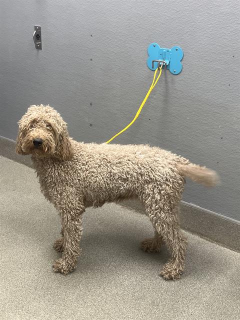 Shelter Stray Female Dog last seen MOUNT HOOD, 655 N Mojave Rd, Las Vegas, NV 89101, USA