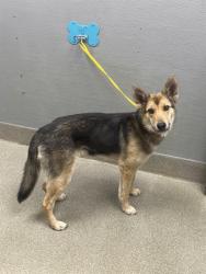 Shelter Stray Female Dog last seen Near BLOCK W OWENS AVE, NORTH LAS VEGAS NV 89030, 655 N Mojave Rd, Las Vegas, NV 89101, USA