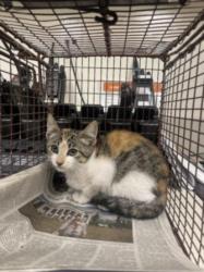 Shelter Stray Female Cat last seen , 3201 Lacy St, Los Angeles, CA 90031, USA