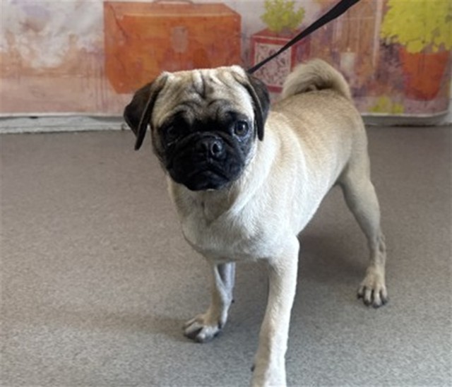 Shelter Stray Male Dog last seen ATHOL X JUNIPER., 333 Chandler Pl, San Bernardino, CA 92408, USA