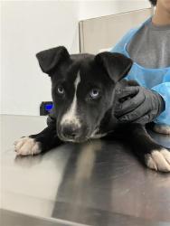 Shelter Stray Female Dog last seen Near BLOCK E BULLARD AVE, FRESNO CA 93710 5121, 5277 E Airways Blvd, Fresno, CA 93727, USA