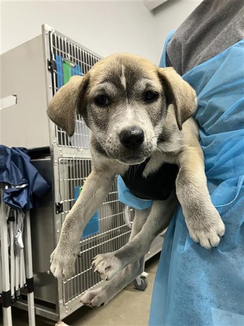 Shelter Stray Female Dog last seen Near BLOCK E BULLARD AVE, FRESNO CA 93710 5121, 5277 E Airways Blvd, Fresno, CA 93727, USA