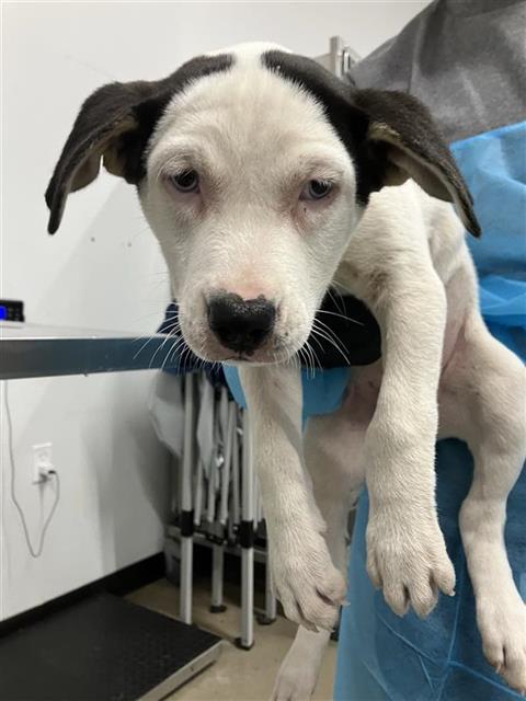 Shelter Stray Female Dog last seen Near BLOCK E BULLARD AVE, FRESNO CA 93710 5121, 5277 E Airways Blvd, Fresno, CA 93727, USA