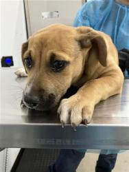 Shelter Stray Female Dog last seen Near BLOCK E BULLARD AVE, FRESNO CA 93710 5121, 5277 E Airways Blvd, Fresno, CA 93727, USA