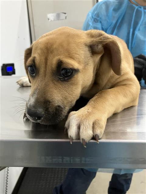 Shelter Stray Female Dog last seen Near BLOCK E BULLARD AVE, FRESNO CA 93710 5121, 5277 E Airways Blvd, Fresno, CA 93727, USA
