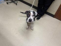 Shelter Stray Female Dog last seen BURNHAM PARK, 3839 W Burnham St, West Milwaukee, WI 53215, USA