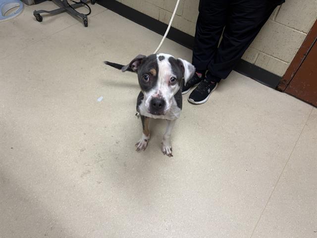 Shelter Stray Female Dog last seen BURNHAM PARK, 3839 W Burnham St, West Milwaukee, WI 53215, USA