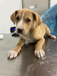 Shelter Stray Female Dog last seen Near BLOCK E BULLARD AVE, FRESNO CA 93710 5121, 5277 E Airways Blvd, Fresno, CA 93727, USA