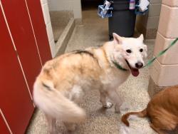 Shelter Stray Female Dog last seen Near BLOCK MONTROSE AVE, COLORADO SPRINGS, CO 80905, 610 Abbot Ln, Colorado Springs, CO 80905, USA