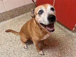 Shelter Stray Male Dog last seen Near BLOCK MONTROSE AVE, COLORADO SPRINGS, CO 80905, 610 Abbot Ln, Colorado Springs, CO 80905, USA