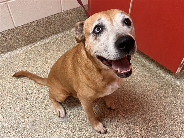 Shelter Stray Male Dog last seen Near BLOCK MONTROSE AVE, COLORADO SPRINGS, CO 80905, 610 Abbot Ln, Colorado Springs, CO 80905, USA