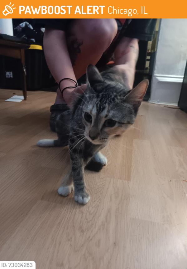 Found/Stray Female Cat last seen 18th and Peoria, Chicago, IL 60608