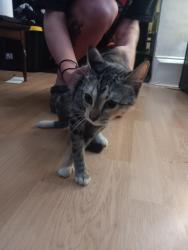 Found/Stray Female Cat last seen 18th and Peoria, Chicago, IL 60608