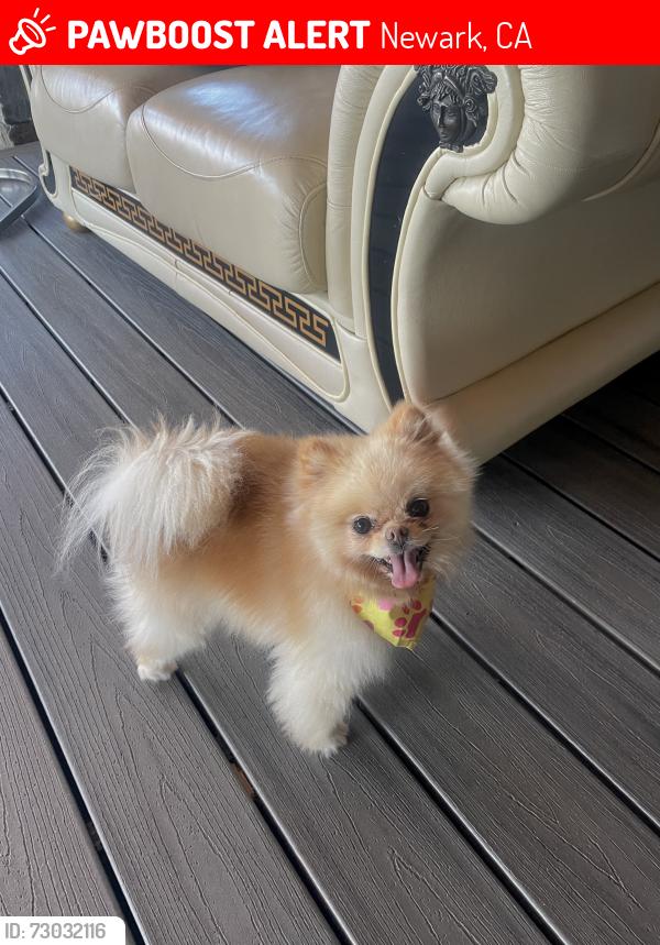 Lost Female Dog last seen Cypress point dr , Newark, CA 94560