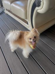 Lost Female Dog last seen Cypress point dr , Newark, CA 94560