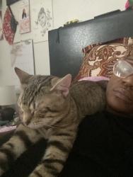 Reunited Male Cat last seen Near Cypressdale Dr, Spring, TX 77388, USA, Spring, TX 77388