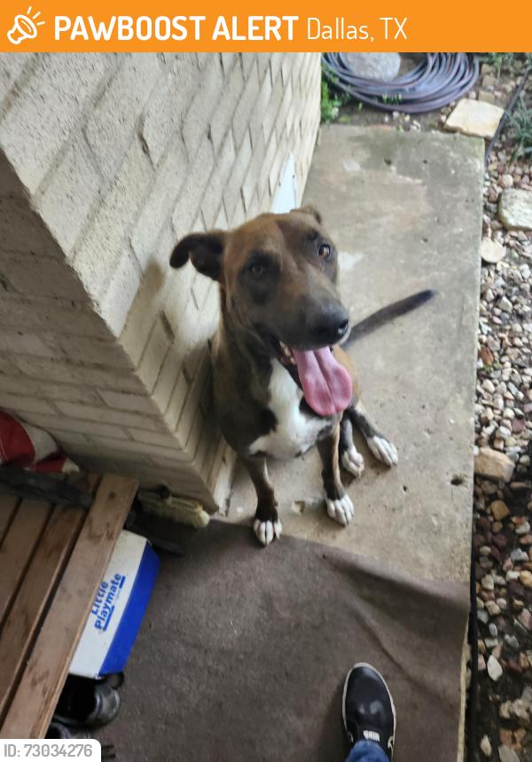 Found/Stray Female Dog last seen On Satsma Dr. near Dennis Rd. near Marcus Park 75229, Dallas, TX 75229