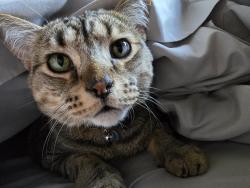 Lost Male Cat last seen Pitchkettle point dr and pitchkettle rd, Suffolk, VA 23434