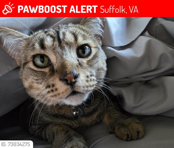 Lost Male Cat last seen Pitchkettle point dr and pitchkettle rd, Suffolk, VA 23434