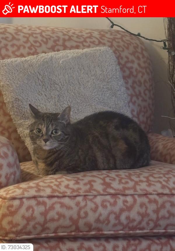 Lost Female Cat last seen Cove , Stamford, CT 06902