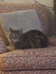 Lost Female Cat last seen Cove , Stamford, CT 06902
