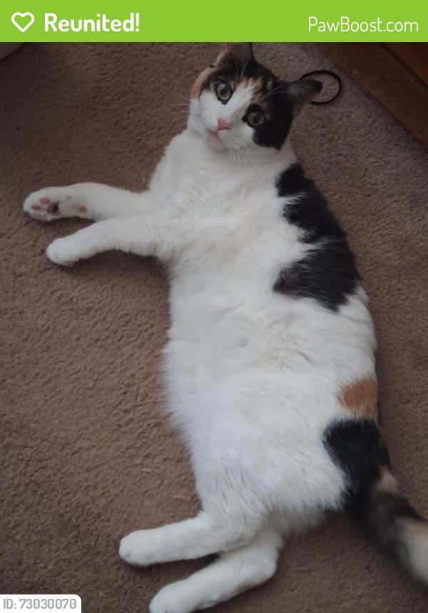Reunited Female Cat last seen Cienega Gardens, Covina, CA 91724