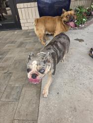 Found/Stray Male Dog last seen St. Mark's Bethany, Bethany, OK 73008