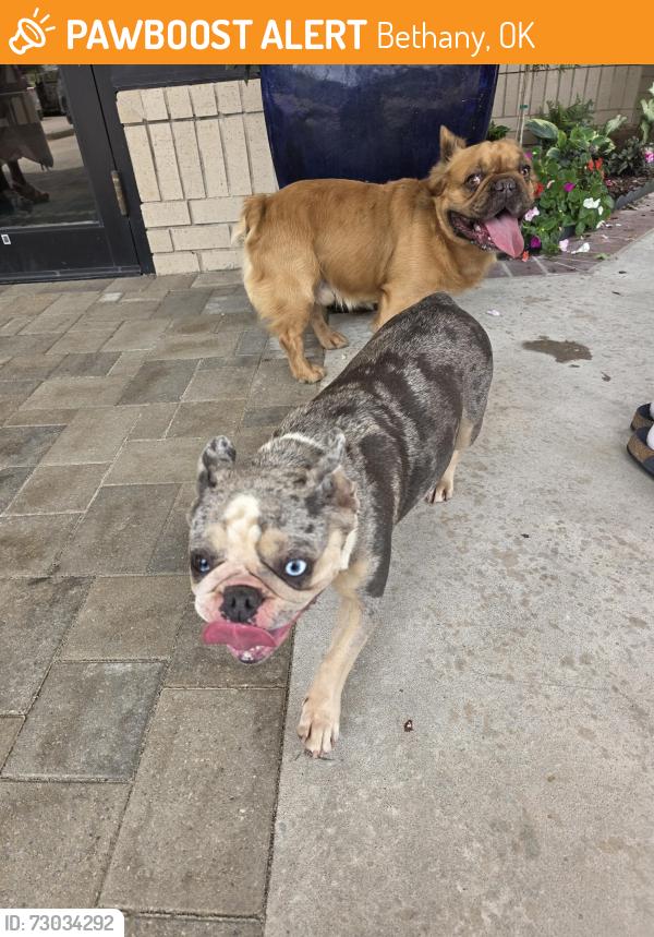 Found/Stray Male Dog last seen St. Mark's Bethany, Bethany, OK 73008